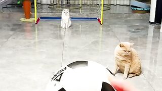 Cat Funny Video 2024