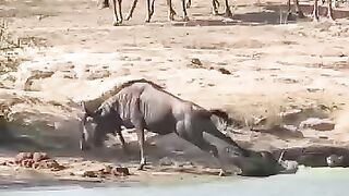 Shikar aur Shikari