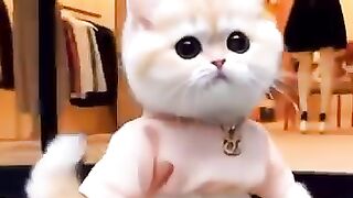 Cat Modeling Show Amazing