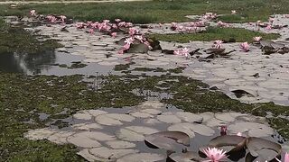 শাপলা ফুল