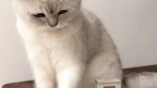 So funny tik Tok comedy