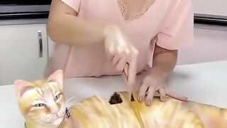 Cat funny video 31