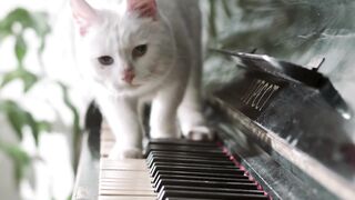 Cute Cat (Funny Video)
