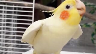 Amazing video 208