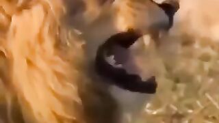 Fany video 15