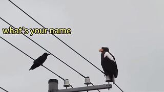 A conversation between two crows
