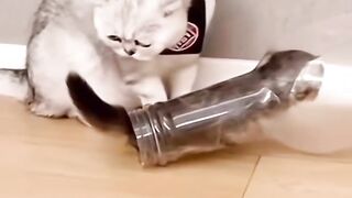 I want to spend all nine lives with you.#catvideos