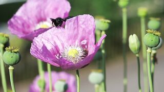 Poppy, Beetle, Poppy Flower