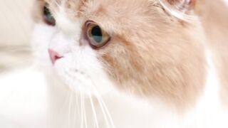 Cat funny 42
