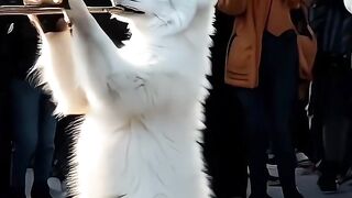 Fox Entertainment