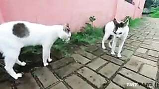 Cats Fighting and meowing these are two borthers