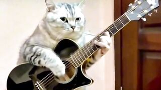 Funny Cat Shows Off Guitar Skills