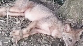 Jackal funny video.????????