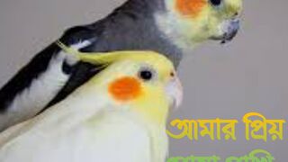 "Pinki: The Colorful Life of My Pet Cocktail Bird"