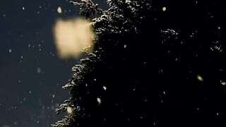 beautiful video 6