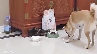 When you live with a Cat has 200 IQ????