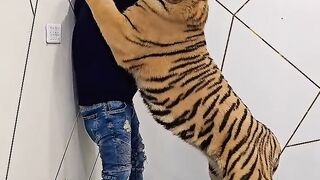 Tiger animal crossing
