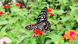 Butterfly 15