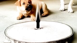 Dogs funny 2