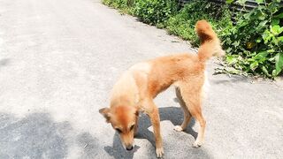 Beautiful Dogs