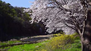 Blossom ???? cherry blossom