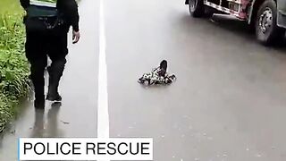 Police rescue sloth on the road 2
