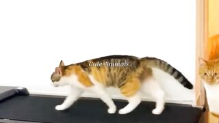 Funny video|Animal cute moment
