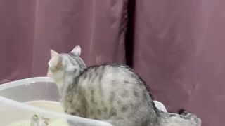 Funny cat 295