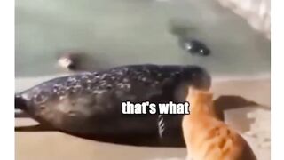 Orange cat ????