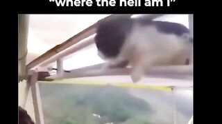 Cat's are awesome ????