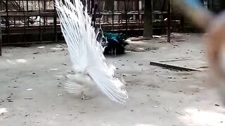 Peacock Dancing 2