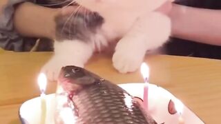 Funny Happy Birthday Kitty