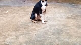 Animal 70