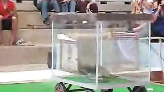 Snake Fights: A Deadly Play