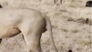 Buffalo fight  with Lion