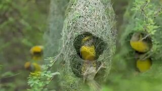 Cute birds ????????