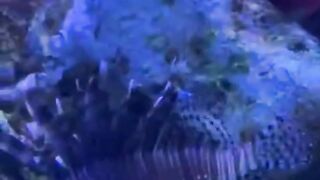 Black Lionfish Ocean Park