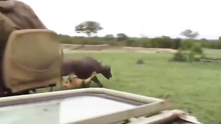 Wild life of animal fight
