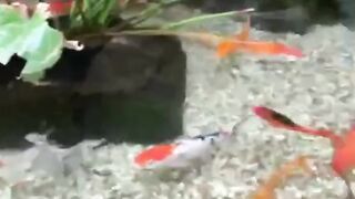 Goldfish attractive fish in Ocean park