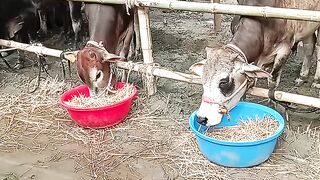 এতো গুলো গরু না দেখলে বুঝতে পারতাম না