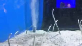 Sand fish snake looks like a nail pin in a plywood