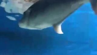 Giant trevally