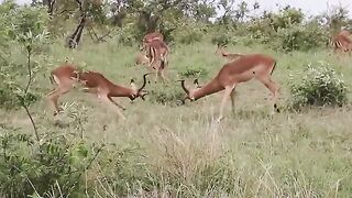 Impala Rams Fighting