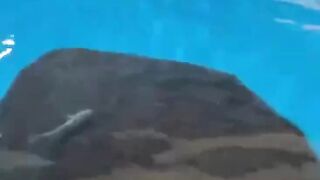 Manta Rays longtail with a wide body