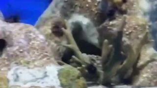 Sea urchin and Sweetlips Ocean Park
