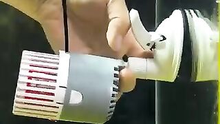 air pump motor lookfish#fishaquarium #aquarium