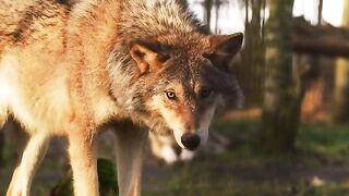 Wildlife Animals