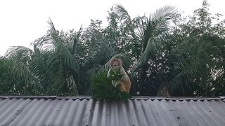 Monkey 32