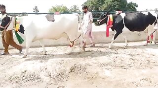 Cow for sale 6