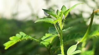 Green tree